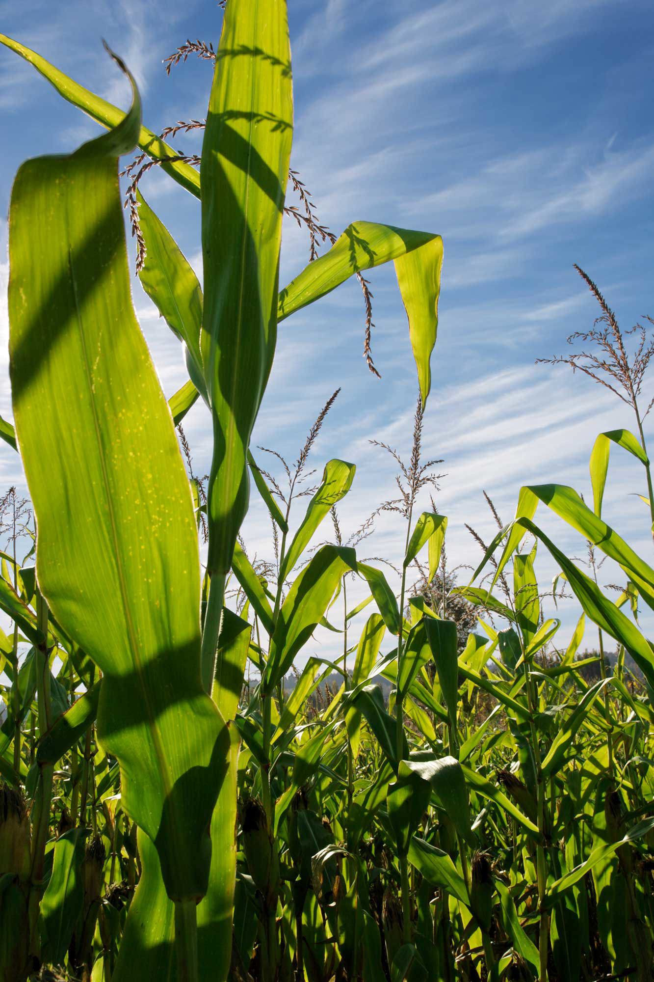 Eu Marketing Communication Cornfield Web