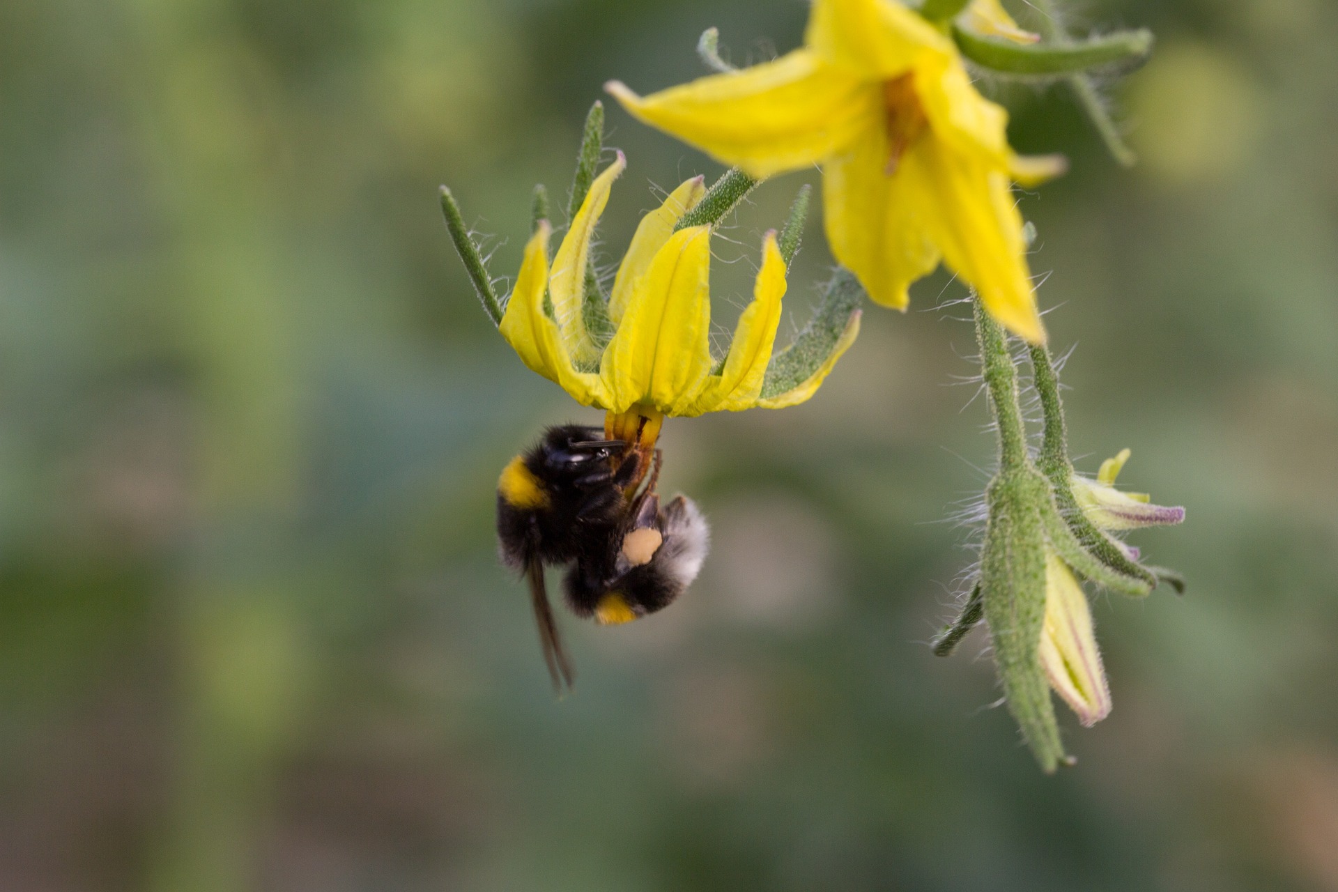 Bumblebee Cwells